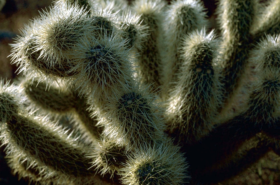 Teddy bear cholla cactus