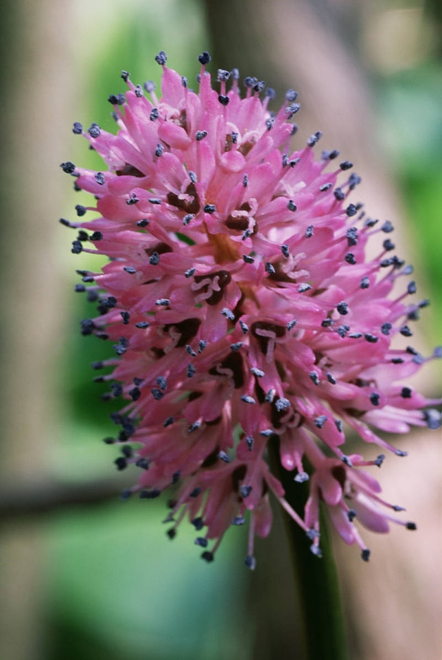 Swamp pink flower