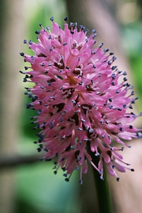 Swamp pink flower photo