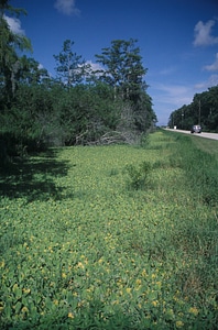 Water lettuce on side of a road photo