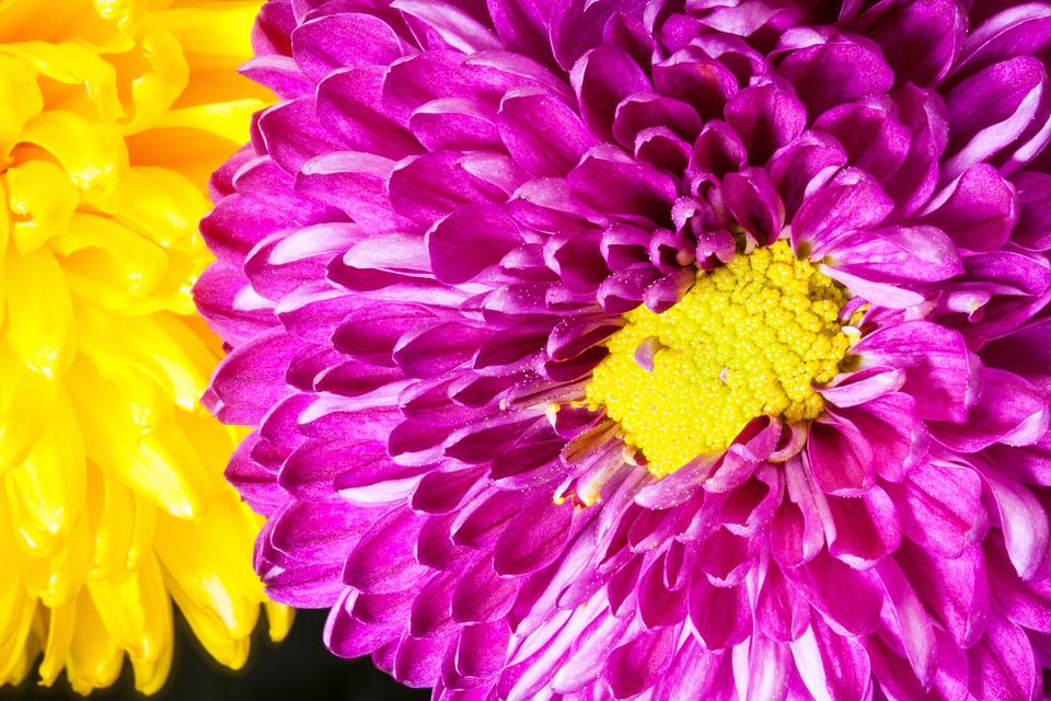 Plant composites violet