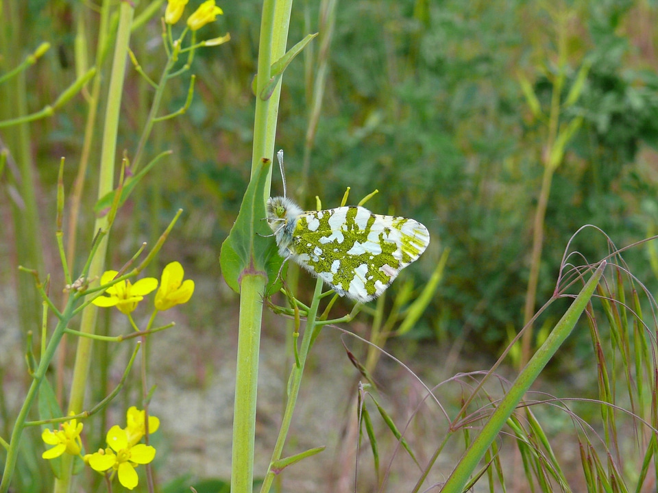 Island marble butterfly-5
