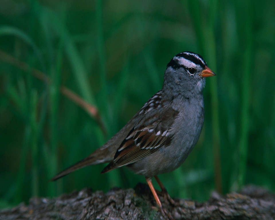 White-crowned sparrow-3