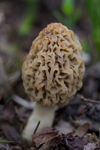Morel Mushroom-2 photo