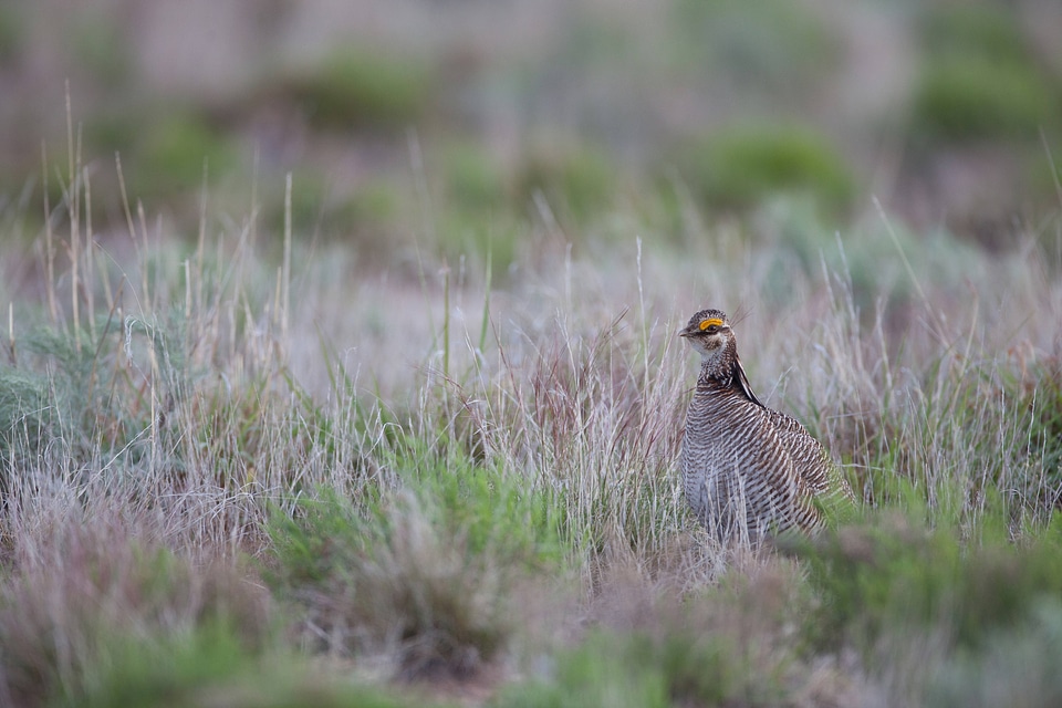 Lesser Prairie-Chicken-12