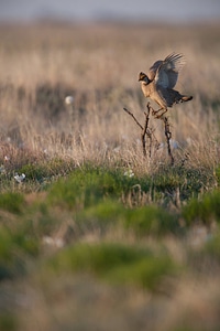Lesser Prairie-Chicken-13