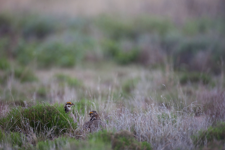 Lesser Prairie-Chicken-16