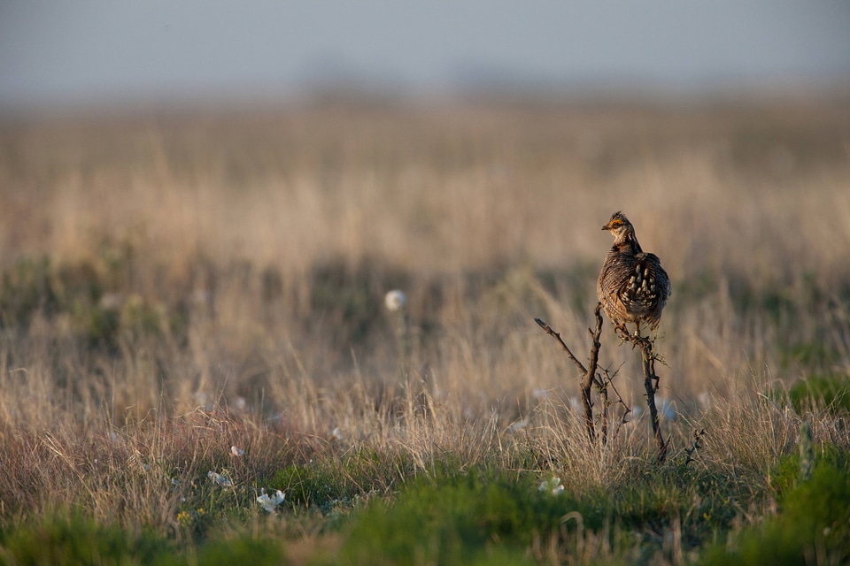 Lesser Prairie-Chicken-17