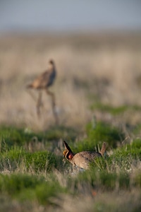 Lesser Prairie-Chicken-18 photo