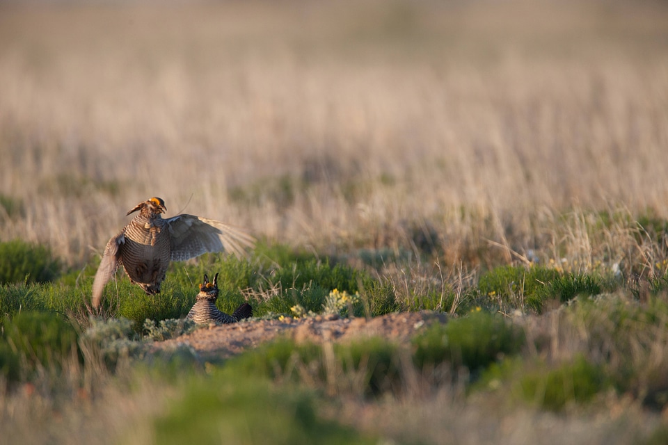 Lesser Prairie-Chicken-21