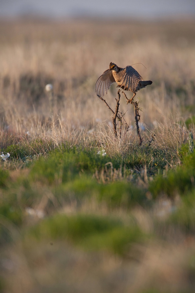 Lesser Prairie-Chicken-20