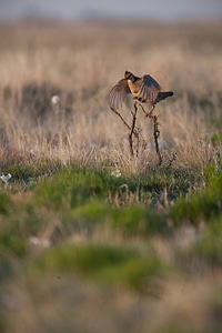 Lesser Prairie-Chicken-20