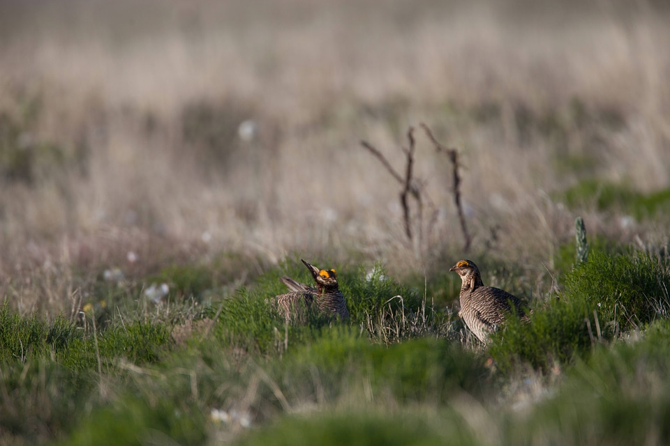 Lesser Prairie-Chicken-26