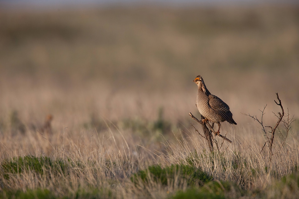 Lesser Prairie-Chicken-27