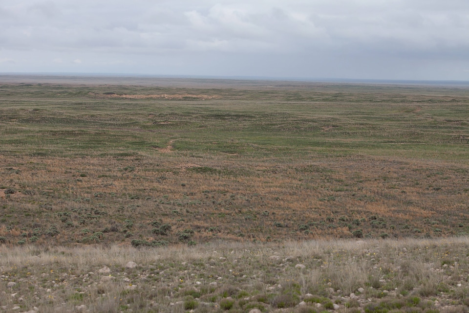 Shinnery oak habitat