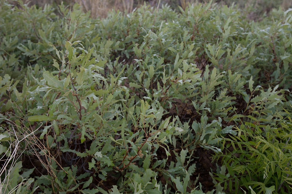 Shinnery oak habitat-3