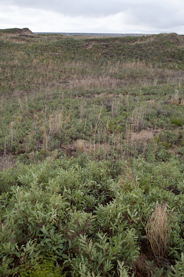 Shinnery oak habitat-4