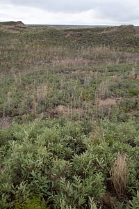 Shinnery oak habitat-4