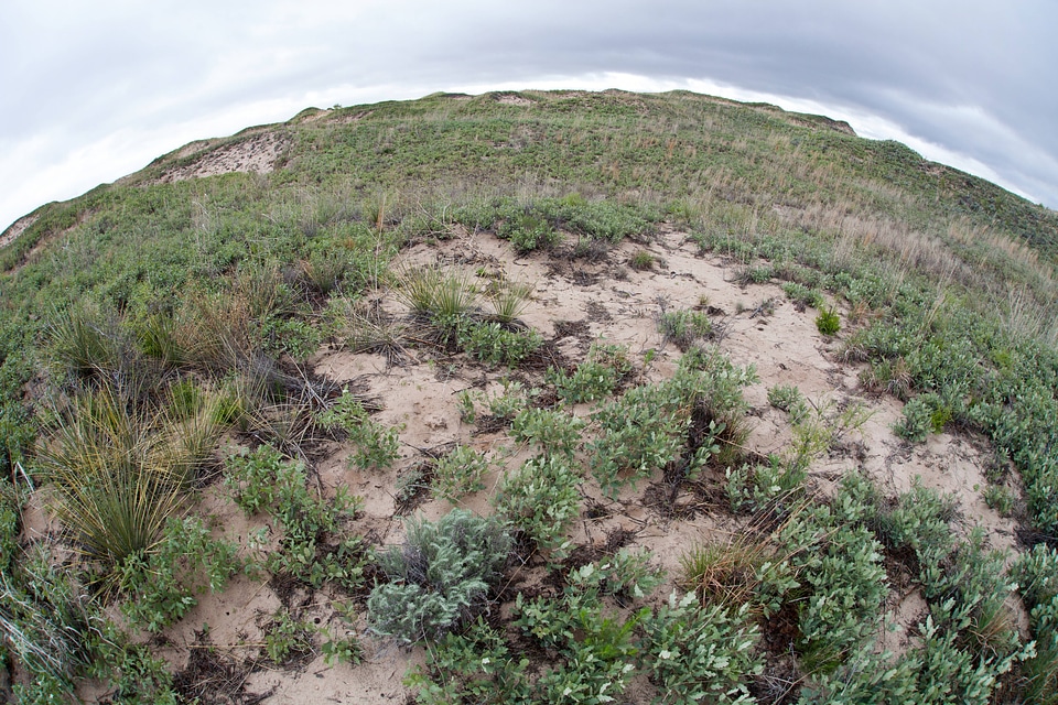 Shinnery oak habitat-5