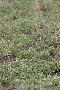Shinnery oak habitat-2