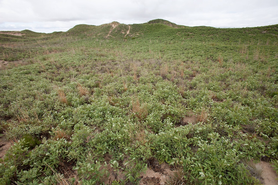 Shinnery oak habitat-7