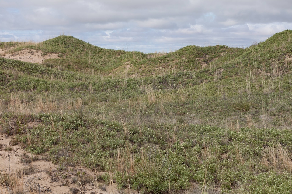 Shinnery oak habitat-1