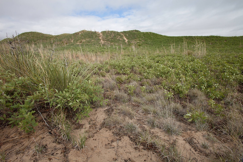 Shinnery oak habitat-9
