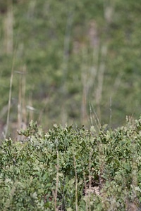 Shinnery oak habitat-15