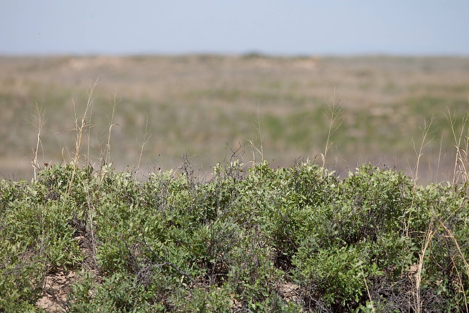 Shinnery oak habitat-16