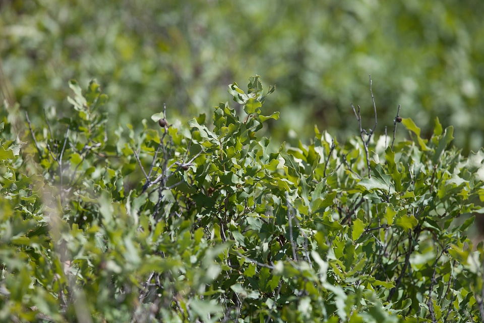 Shinnery oak habitat-17