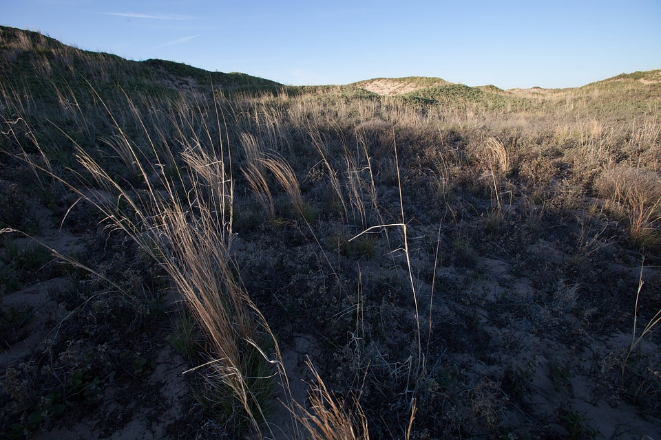 Shinnery oak habitat-22