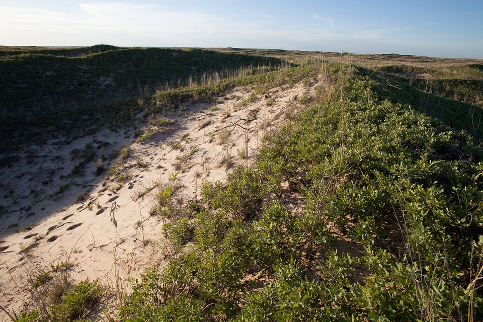 Shinnery oak habitat-26
