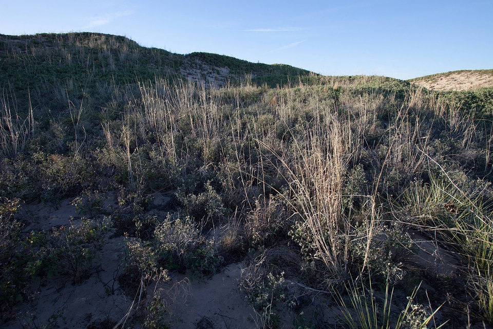 Shinnery oak habitat-27
