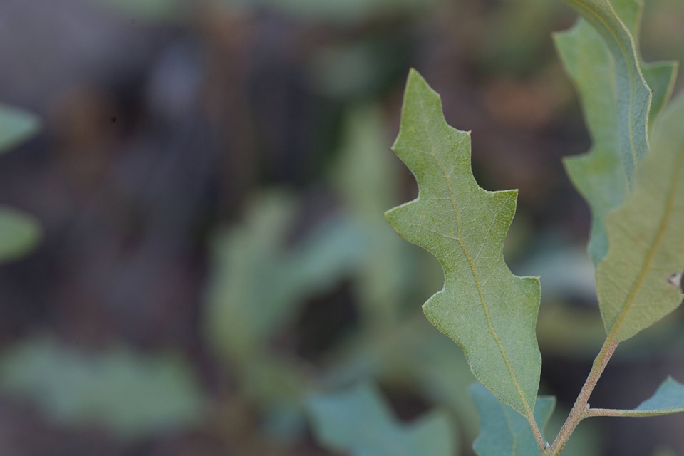 Shinnery oak habitat-34