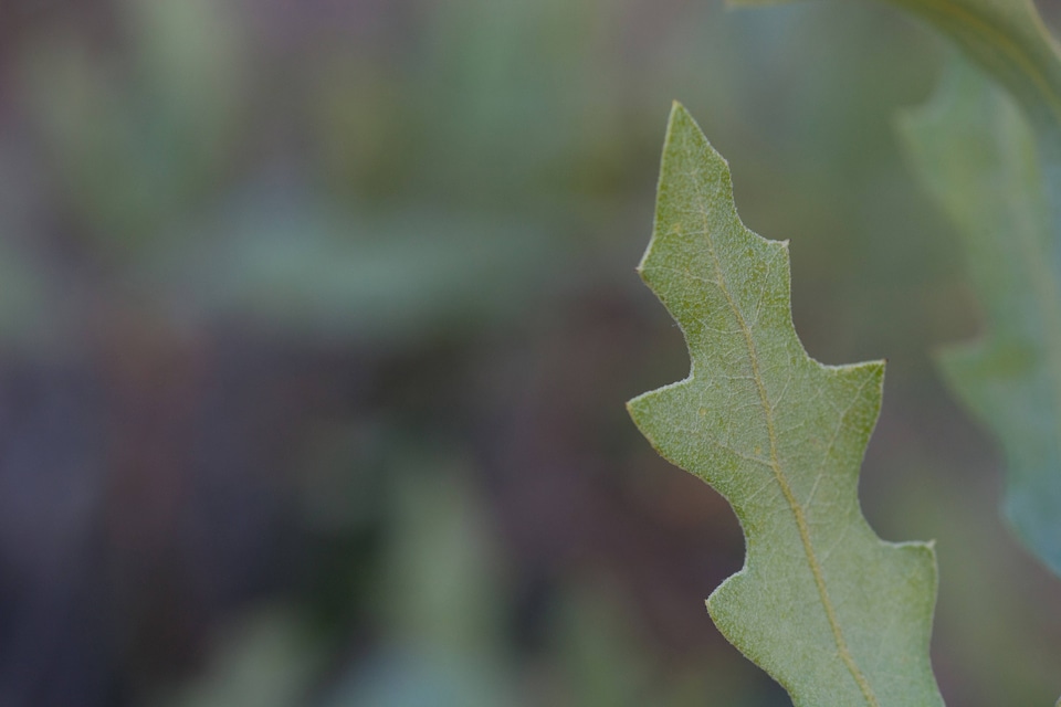 Shinnery oak habitat-35