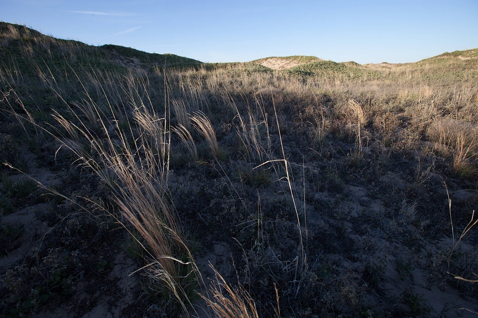 Shinnery oak habitat-21