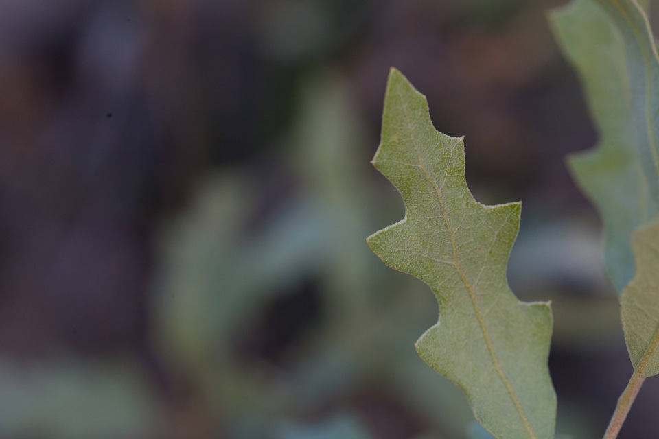 Shinnery oak habitat-36