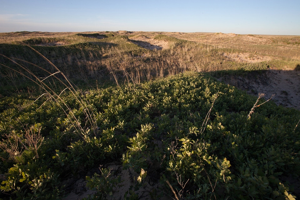 Shinnery oak habitat-29