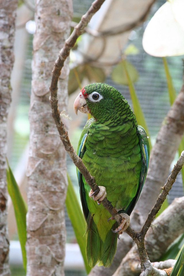 Puerto Rican parrot-3