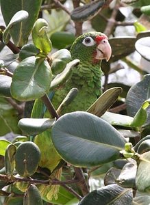 Puerto Rican parrot-2 photo