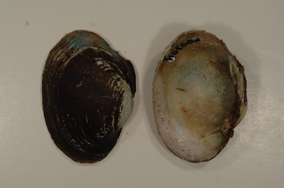 Lampsilis sp.-9