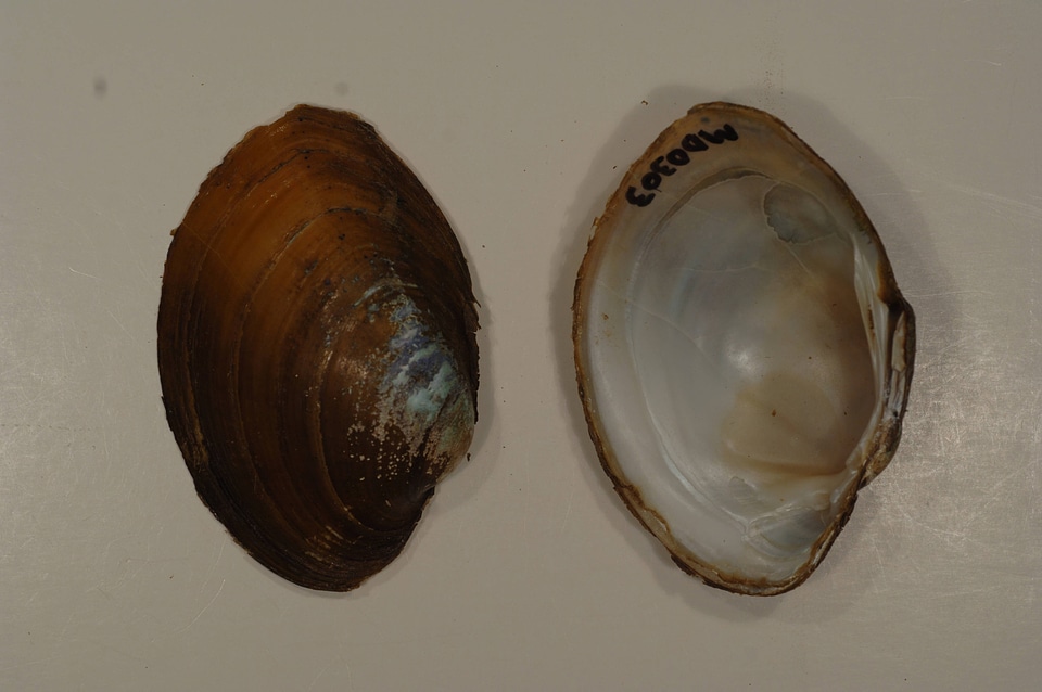 Lampsilis sp.-8