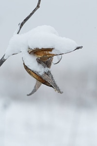 Snow on common milkweed