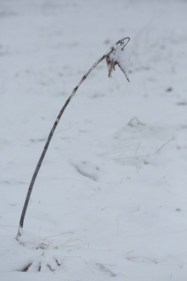 Snow on common milkweed-1