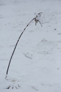 Snow on common milkweed-1