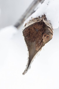 Snow on common milkweed-2