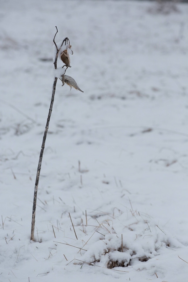 Snow on common milkweed-5