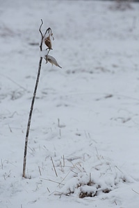 Snow on common milkweed-5