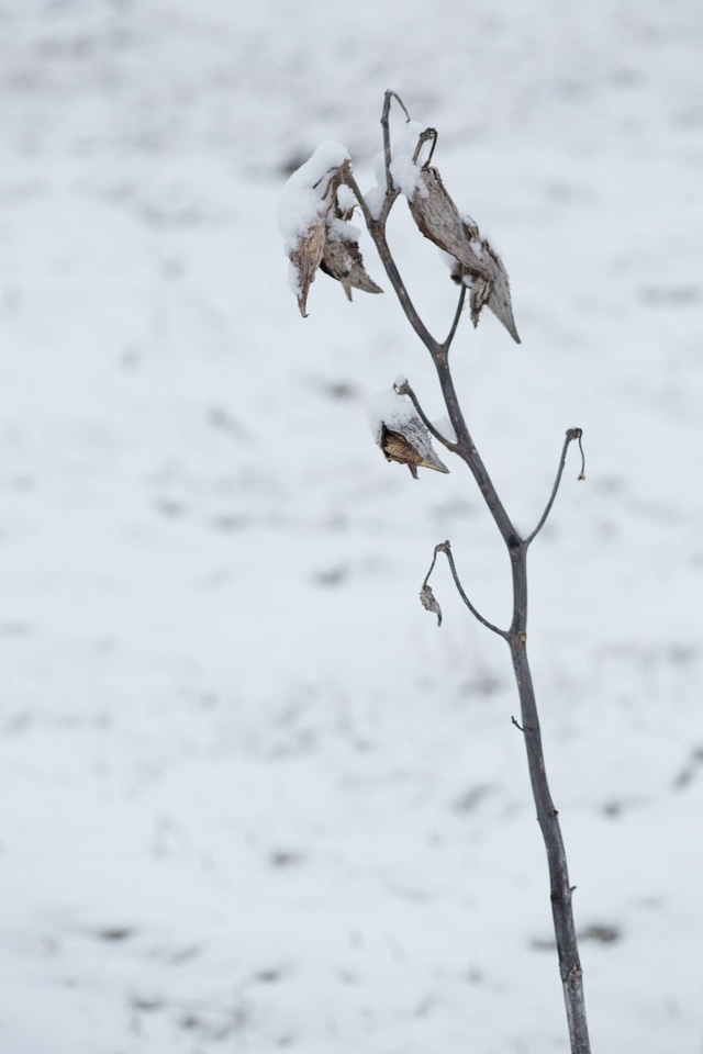 Snow on common milkweed-3