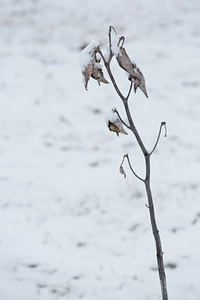 Snow on common milkweed-3